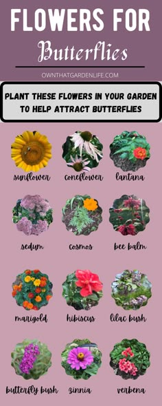 different types of flowers and their names on a pink background with the words, flower identification guide