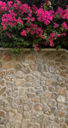 a cat sitting on the ground in front of some pink flowers and rocks with water running down it's side