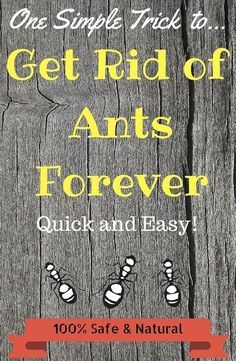 an advertisement with bees on the side of a wooden fence that says get rid of ants forever