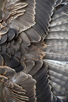 the feathers of a large bird are black and white