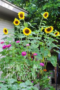 sunflowers in a garden with the words happiness in my garden