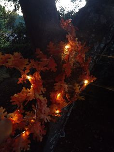 a tree with some orange leaves and lights on it's branches in the dark