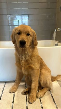 a brown dog sitting in front of a bath tub