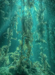 an underwater view of seaweed growing in the water