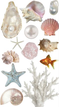 an assortment of seashells and starfish are shown in this image with white background