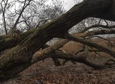 an old tree that has fallen over in the middle of some leaves on the ground