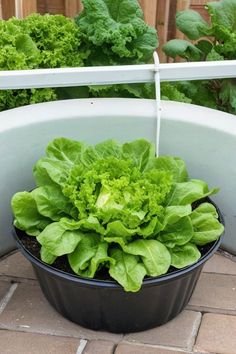 a potted planter filled with green lettuce