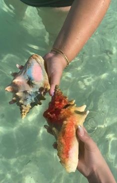 two people are holding sea shells in the clear blue water, while one person holds them out