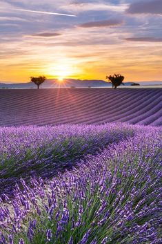 lavender field at sunset with trees in the distance and sun shining through clouds above it