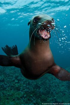 an animal with its mouth open swimming in the water near some rocks and algaes