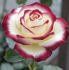 a white and red rose with green leaves