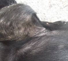 the back end of a black dog laying down