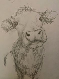 a pencil drawing of a cow's face with hair sticking out and eyes wide open