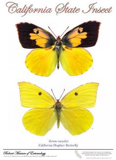 two yellow and black butterflies with the caption california state insect index written below them