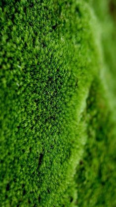 green moss growing on the side of a building