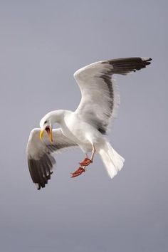 a seagull flying in the sky with its wings spread out and it's beak open