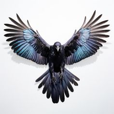 a black and blue bird with its wings spread out in front of a white background