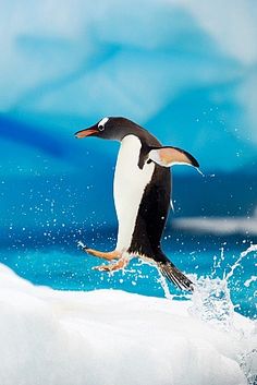 a penguin is flying over an iceberg in the ocean