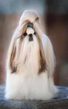 a white and brown dog with a bow on it's head sitting on a table