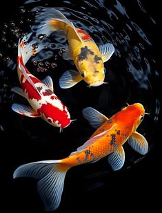 two orange and white koi fish swimming in water