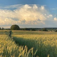 a large field of green grass under a blue sky with white clouds in the distance