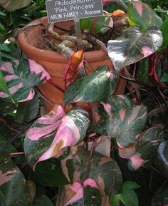 Philodendron "Pink Princess" plant has heart shaped green, pink, and white leaves on hanging vines. Philodendron Black Cardinal, Philodendron Erubescens, Philodendron Care, Princess Philodendron, Philodendron Pink Princess, Heart Leaf