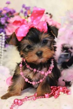 a small dog with pink bows on it's head