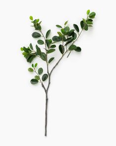 a branch with green leaves on it against a white background