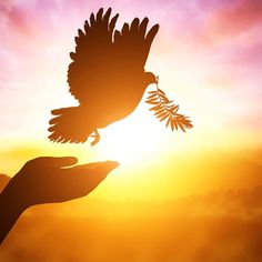 a hand holding a bird with the sun in the background