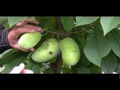 a person picking some fruit from a tree