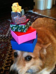 a brown dog wearing a stack of colorful boxes on its head in front of a rug