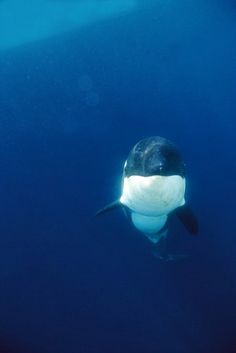 an orca swimming in the ocean with its head above the water's surface