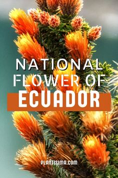 Learn about the national flower of Ecuador in our latest article. We bring you all about its features, symbolism, and its spiritual meaning. Ecuador Flowers, National Animal, Yellow Sun, Spiritual Meaning, Sleeve Tattoo, Quito, Of Course, Ecuador