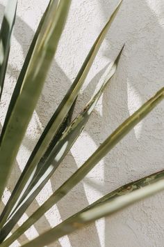 a plant with long green leaves on it's side next to a white wall