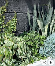 several different types of succulents and plants