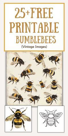 the 25 + free printable bumbees vintage images are available for purchase on amazon