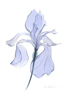 a drawing of a blue flower on a white background