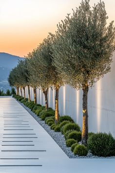 trees lined up along the side of a wall with lights on them and grass in front