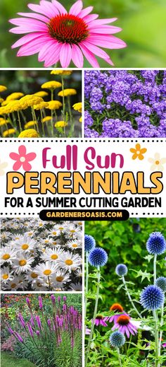 Full Sun Perennials For A Summer Cutting Garden (in zones 4 to 8) | Gardening Zone 4b Perennials, Flower Gardens Full Sun, Midwest Perennial Garden Design, Zone 4 Perennial Garden Layout, Perrenial Gardens Layout Full Sun, Zone 6 Perennials, Sun Loving Perennials, Zone 4 Perennials