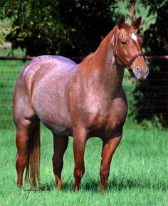 a brown horse standing on top of a lush green field next to a fenced in area