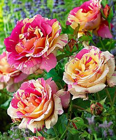 several pink and yellow flowers in a garden