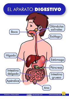 the human digest diagram with labels on how to use it and what to put in them