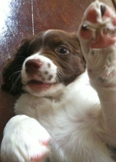 a brown and white dog laying on its back with his paws up in the air