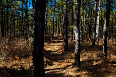 a dirt path in the woods with lots of trees