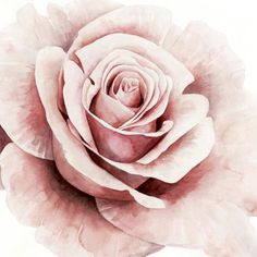 a large pink rose is shown in this watercolor painting style image, it appears to be blooming