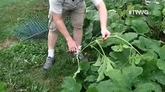 a man is tending to plants in the garden