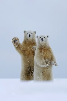 two polar bears standing on their hind legs in the snow with their paws raised up