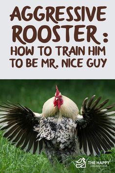 a chicken with its wings spread out and the words aggressive roosters how to train him to be mr nice guy