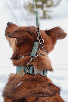 a brown dog wearing a collar and leash in the snow