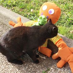 a black cat playing with an orange stuffed animal on the side of the road in front of grass